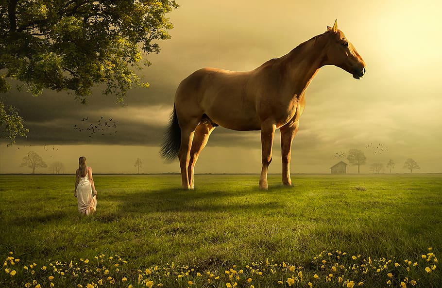 mulher, frente, cavalo, campo, Prado, grama, terras agrícolas, mamífero, fêmea, vestido