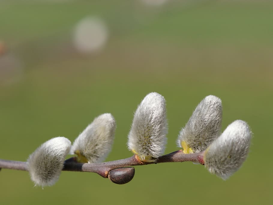 gray plant, spring, hairy, willow catkins, beautiful, velvety, fluff, scion, close, flower
