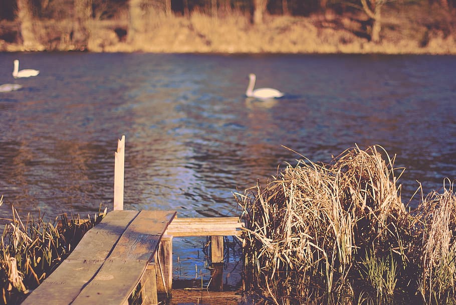 brown, footbridge, calm, body, water, swan, swimming, shallow, focus, photography