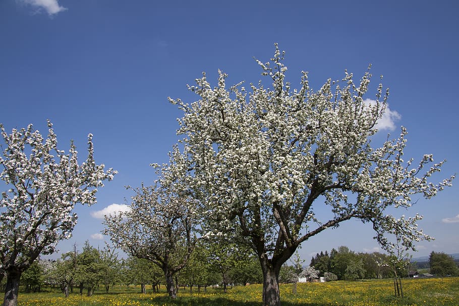 árboles de flor blanca, primavera, sol, mayo, árboles, árboles frutales, manzanos, flores, naturaleza, paisaje
