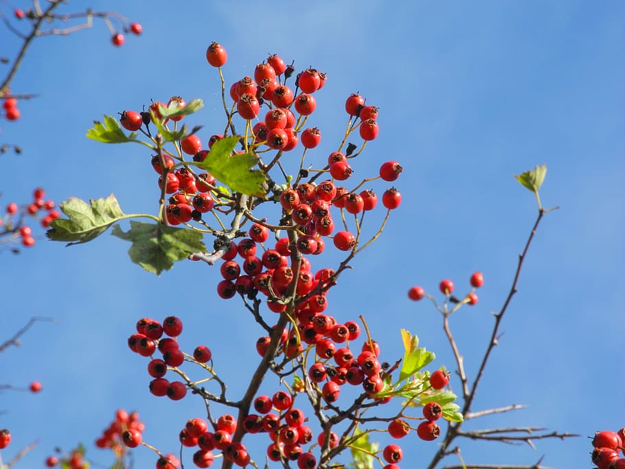 autumn, blue, heaven, sky, berry, clear, nature, background, red, fetus