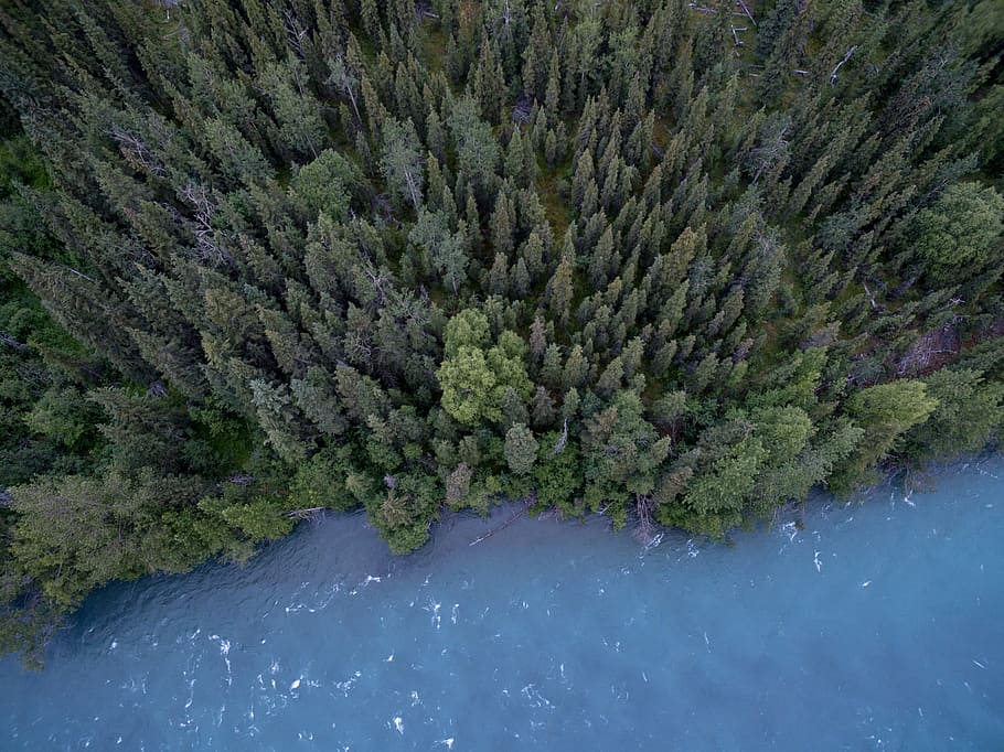 aerial, photography, pine trees, green, leaves, trees, near, body, water, lake