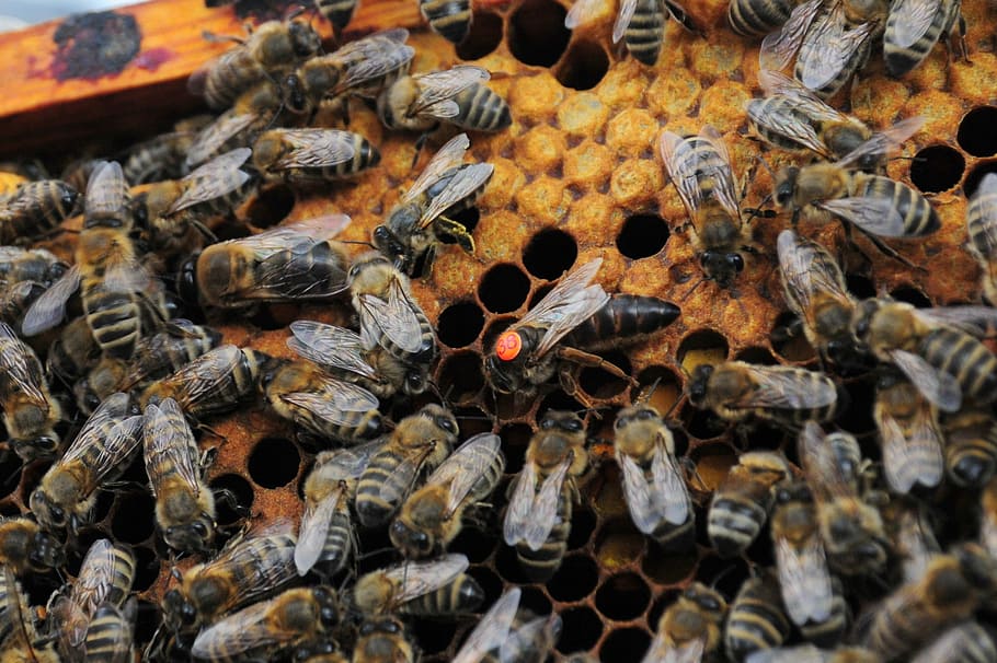 女王蜂, 蜂, ハイブ, 蜂蜜, 生産, 蜂蜜生産, 女王, 蜂の巣, ミツバチ, 昆虫