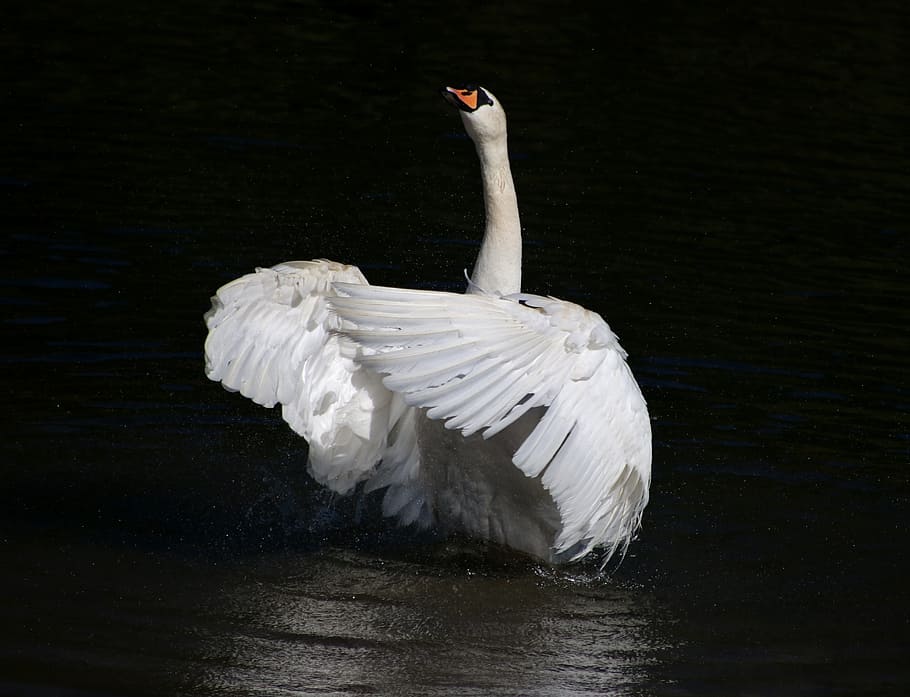 shallow, photography, white, duck, Mute Swan, Bird, Feathers, swan, one animal, reflection