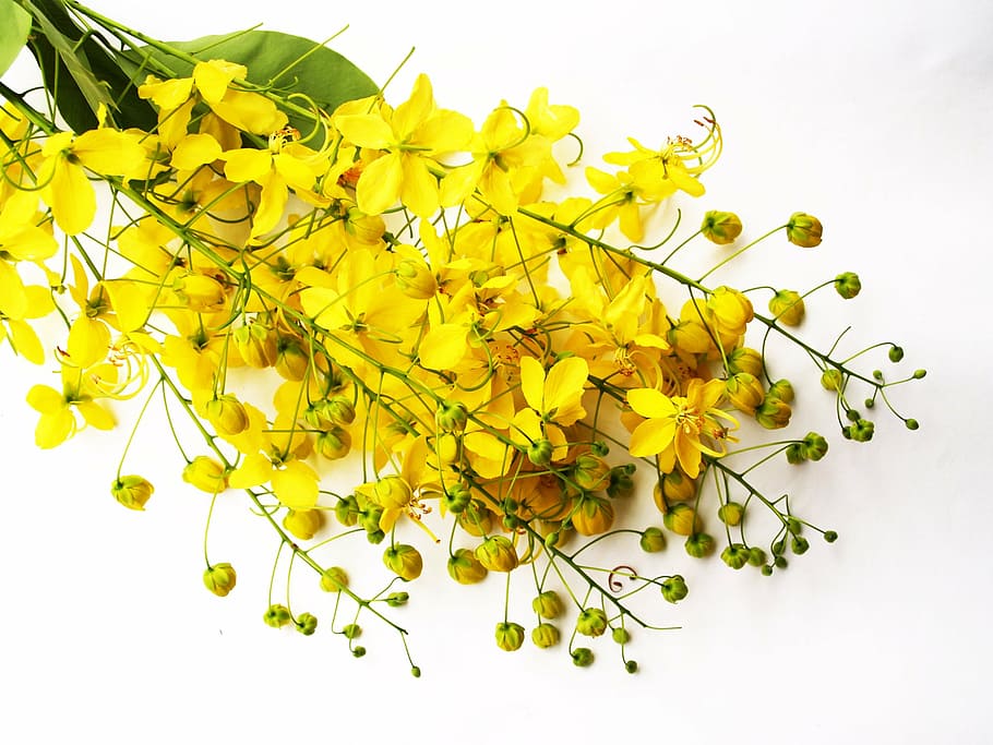 selective, focus photography, yellow, thryallis flower bouquet, cassia, shower, golden, tree, white, summer