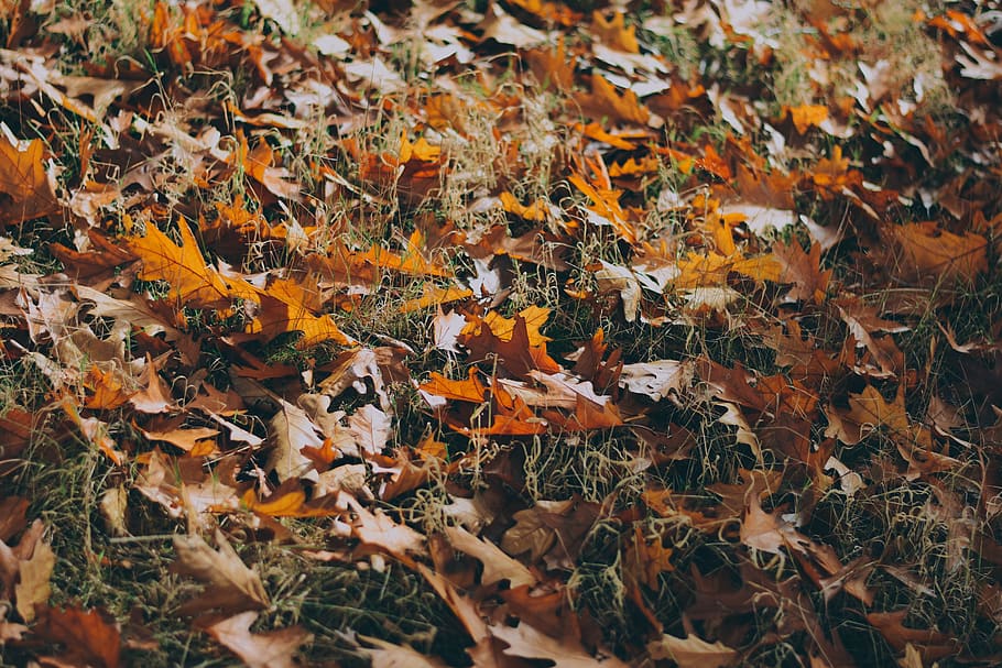 hijau, rumput, daun, musim gugur, outdoor, alam, perubahan, bagian tanaman, warna oranye, Daun-daun