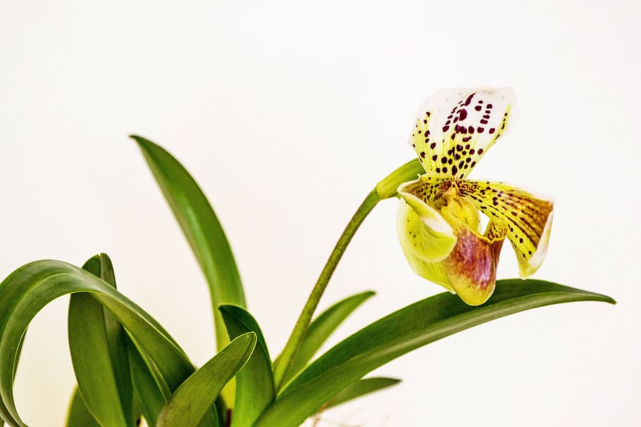 Orquídea, flor, planta, floración, hermosa, hoja, naturaleza, color verde, primer plano, planta floreciendo