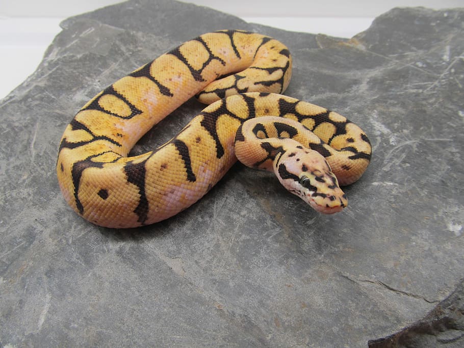 Reptiles, Boa, Constrictor, Imperator, boa, constrictor, imperator, colombian, pet store, snake, yellow, tiger