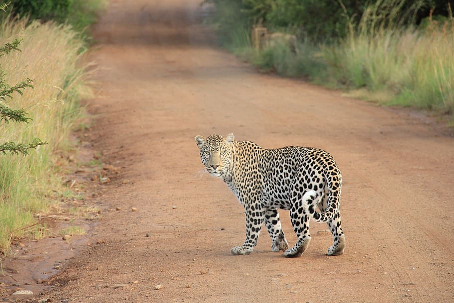adult leopard, leopard, safari, wildcat, big cat, carnivore, africa, feline, road, dirt road