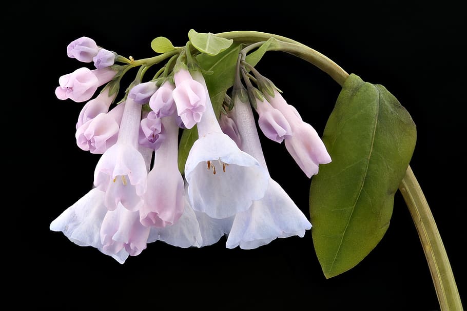 Mertensia virginica, Virginia, Bluebell, Howard, Condado, MD, Helen Lowe, 2017, petaled, flores