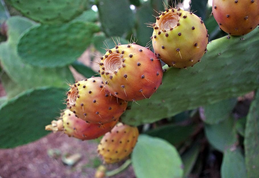 selective, focus photography, cactus plant, prickly pears, opuntia ficus-indica, cactus, succulents, fruits, red, yellow