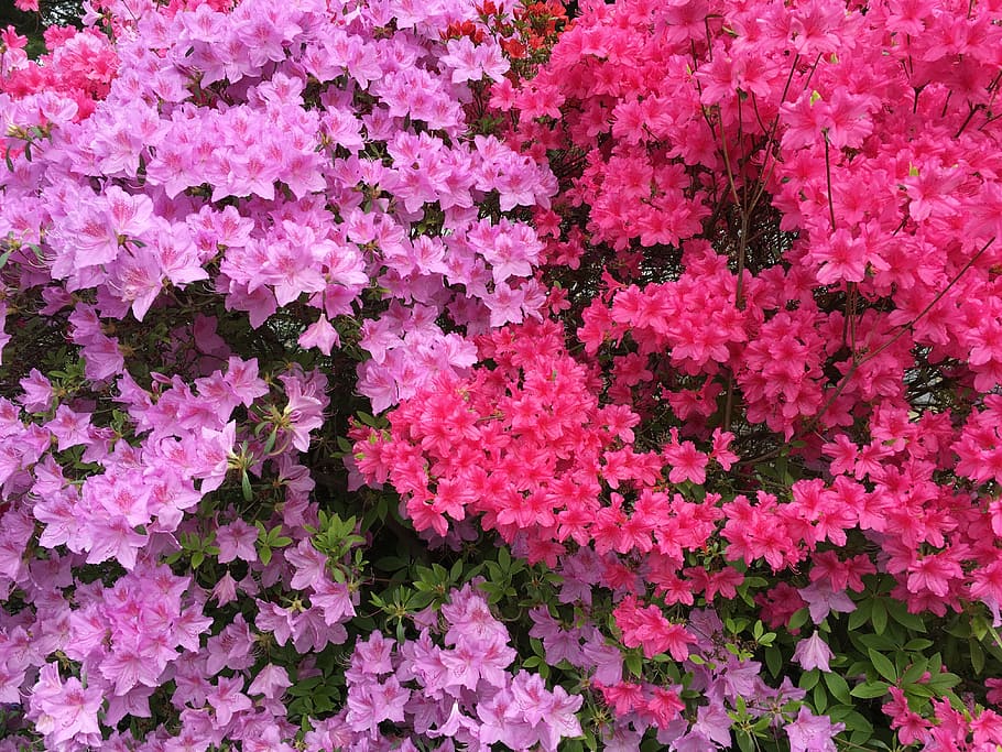 fuschia, pink, flower, landscape, garden, bright, magenta, fuchsia, color, floral