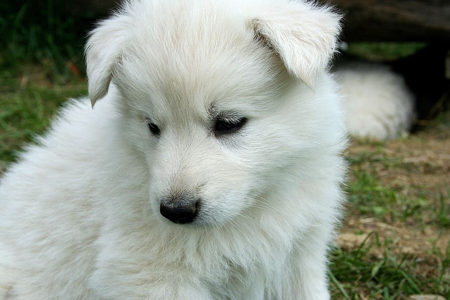 short-coated, white, puppy, sitting, green, grasses, dog, schäfer, one animal, animal