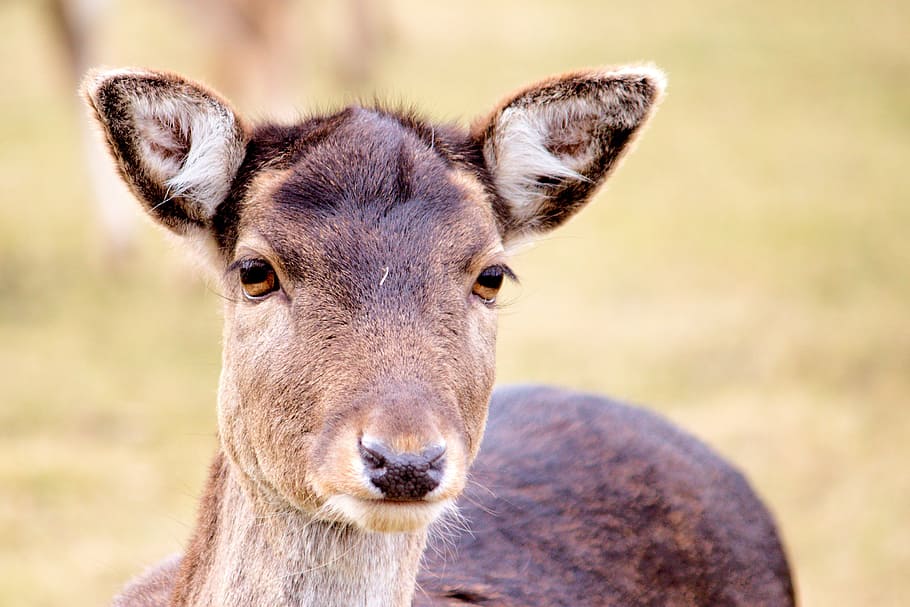 roe deer, fallow deer, nature, animal, young deer, scheu, head, one animal, mammal, animal wildlife