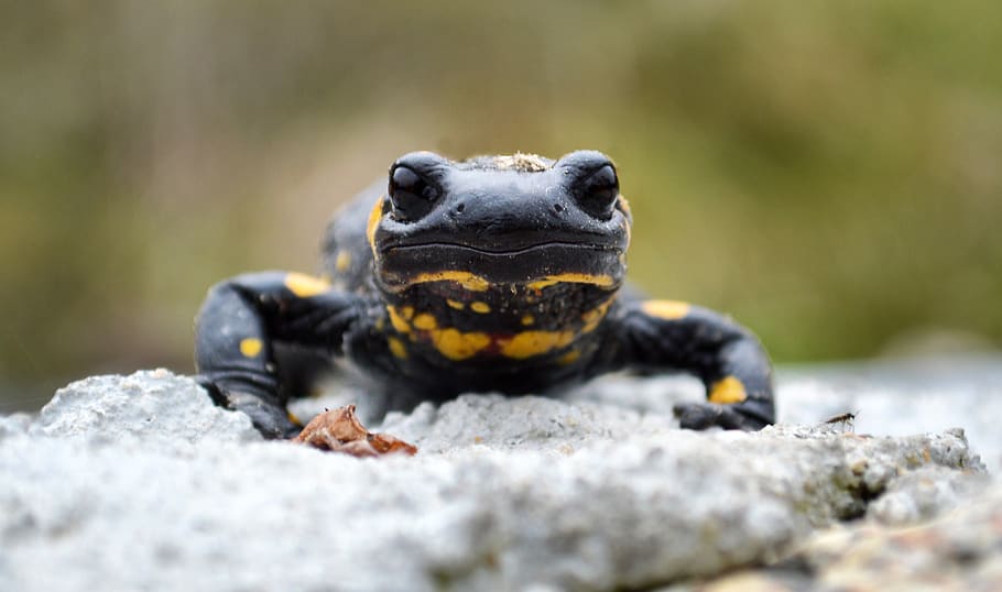 salamander, animal, lizard, nature, yellow, gecko, amphibians, garden, fauna, amphibious