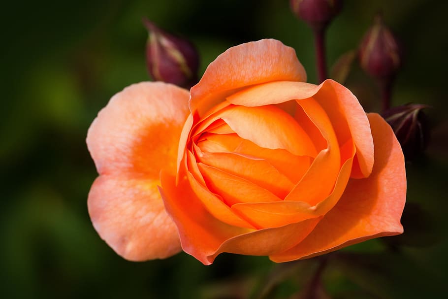 orange, rose, close, rose family, rosaceae, composites, flowers, bud, spring, summer