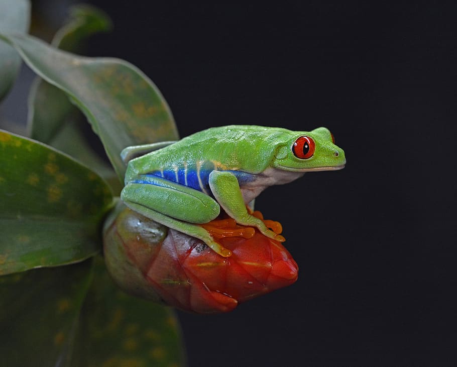 frog, red eye, amphibian, colorful, tropical, happy, cute, animal, green, nature