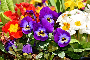 Fotos flores de pétalos de colores variados libres de regalías | Pxfuel