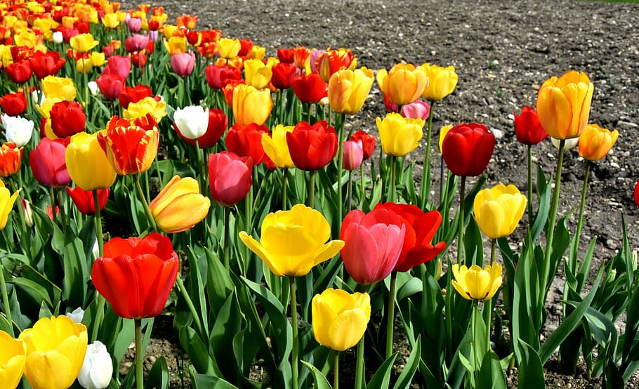 red-and-yellow flowers, tulips, flowers, colorful, spring flowers, red, yellow, spring, tulip field, tulpenbluete