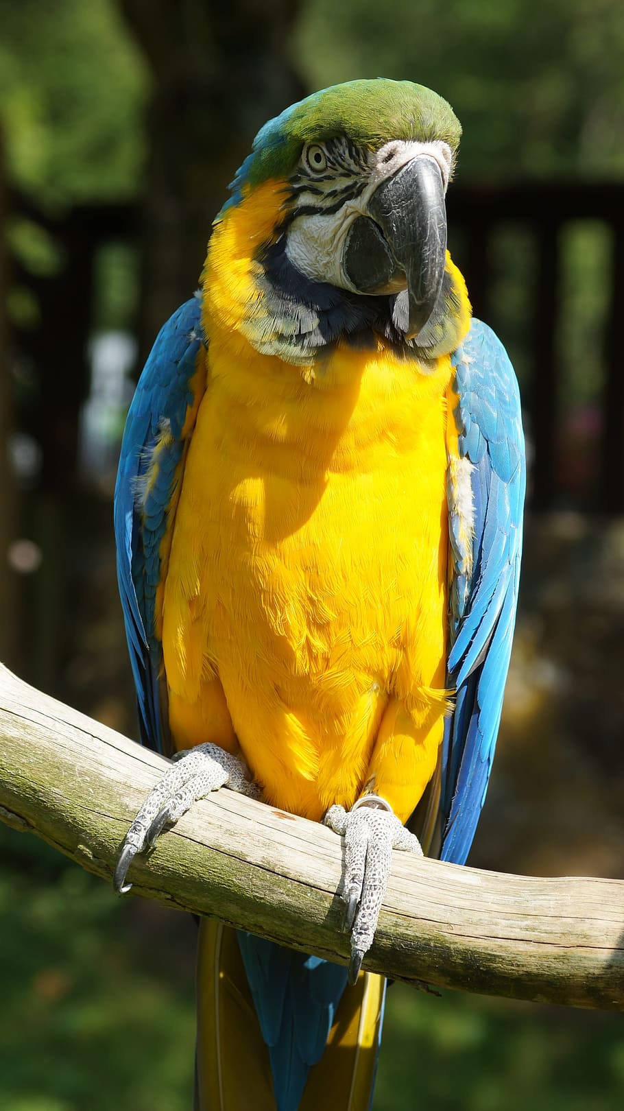 Ara, Parrot, Bird, Yellow, Breast, yellow breast, home guard, kurpfalz-park, ara ararauna, macaw