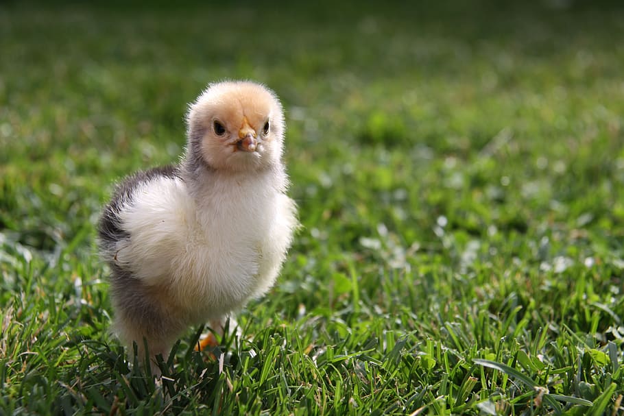 ayam ayam, ayam, brahma, ayam brahma, lembut, paskah, bulu, unggas, bayi, tema hewan