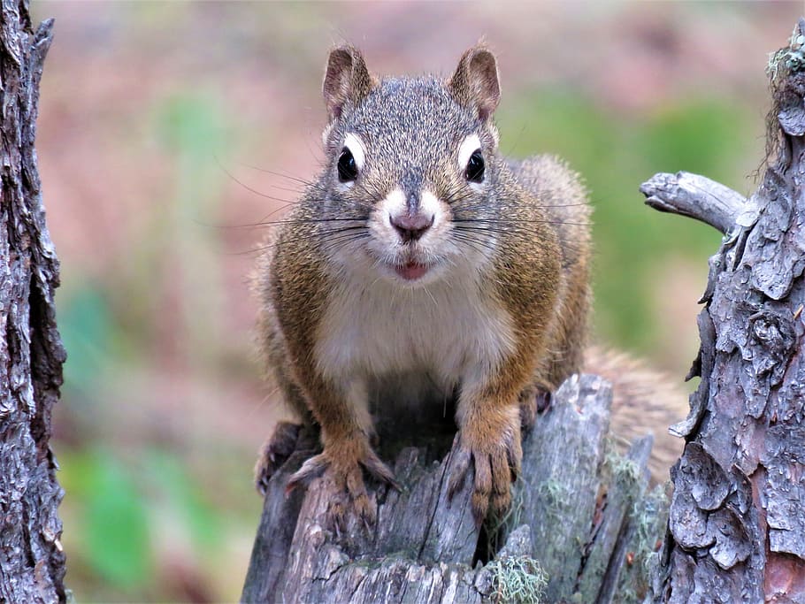 close-up photo, squirrel, wood, tree, rodent, forest, wildlife, animal, animal themes, animal wildlife