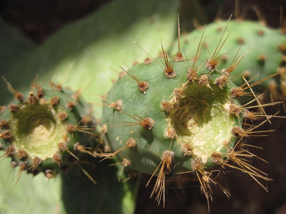 cactus, nopal, ficus indica, espuela, cerca, verde, naturaleza, picadura, invernadero de cactus, Planta
