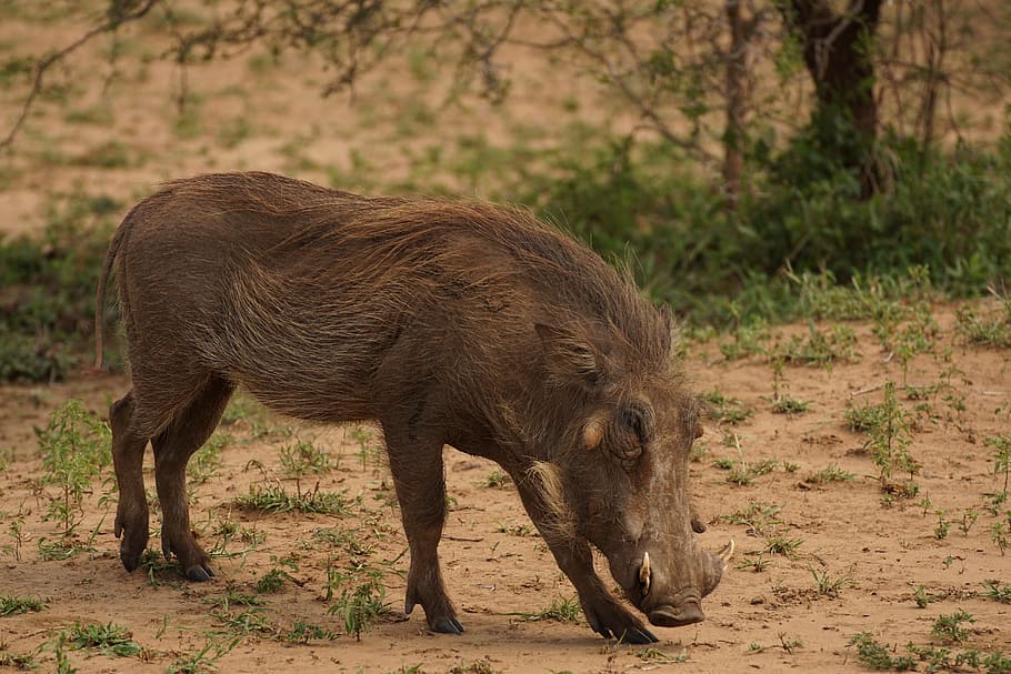 Warthog, Game, Reserve, Nature, Africa, game, reserve, wildlife, pig, wilderness, animal