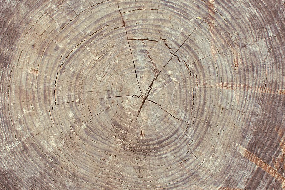 pohon, potongan kayu, kayu, alam, potongan, batang, struktur, tekstur, hutan, cincin