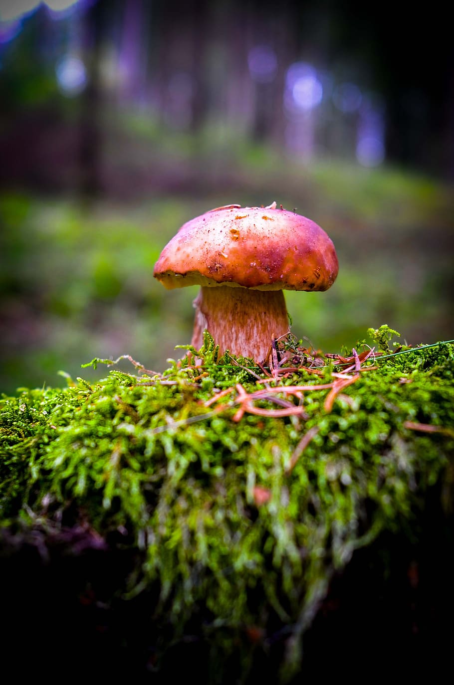 cep, mushroom, forest, nature, autumn, edible, mushrooms, noble rot, herrenpilz, forest mushroom