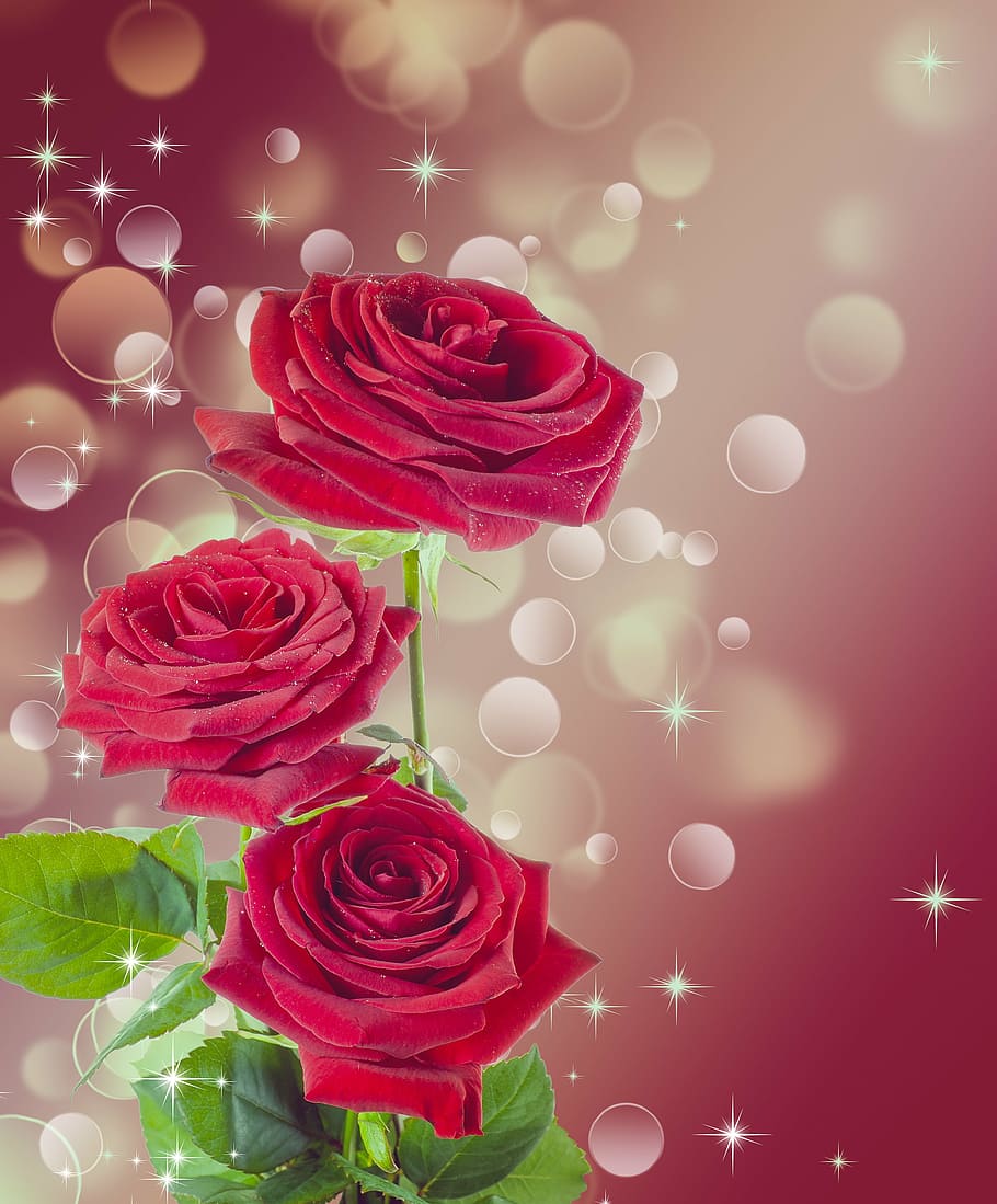 ilustrasi mawar merah, mawar, bunga, merah, merah anggur, cantik, perempuan, latar belakang, memotong, alami