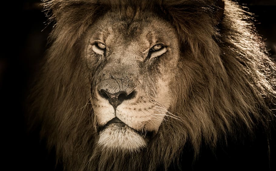 brown lion, lion male, africa, mane, carnivore, proud, scarred, feline, king, majestic