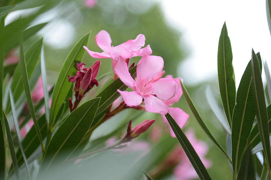 green, aqil, color, plant, pink, nature, oleander, flower, flowering plant, beauty in nature