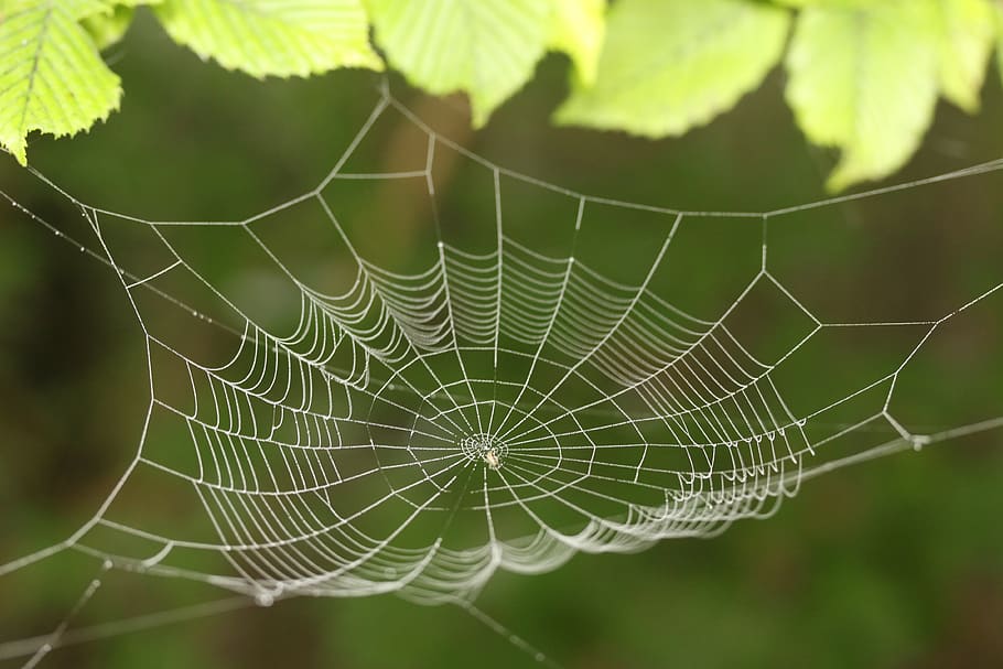 jaring laba-laba, jaringan, embun, titik embun, jaring laba-laba dengan manik-manik air, laba-laba, alam, serangga, embun pagi, merapatkan