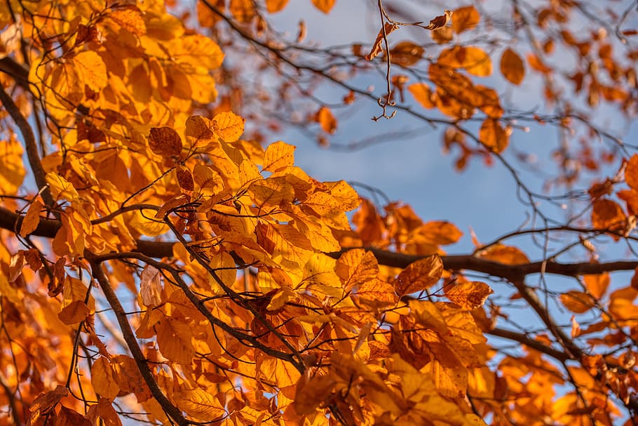 birch, tree, aesthetic, fall foliage, evening sun, color, orange, autumn, change, branch