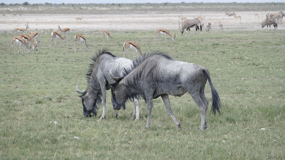 namibia, animals, wildebeest, animal themes, animal wildlife, animal, group of animals, animals in the wild, grass, mammal