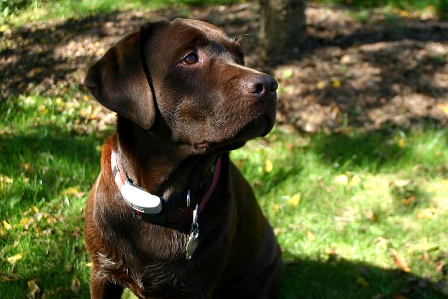 adult chocolate labrador retriever, sitting, grass field, labrador retriever, chocolate, dog, brown, pet, canine, working