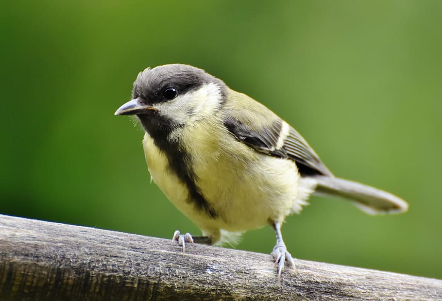 yellow, black, bird, grey, white, tree branch, tit, songbird, small bird, cute