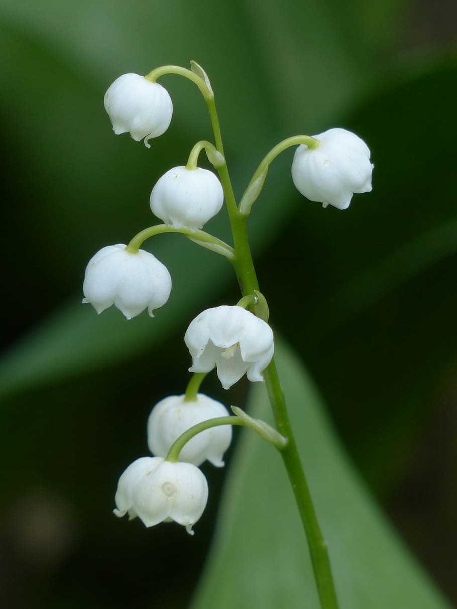 macro shot, white, flowers, lily of the valley, blossom, bloom, flower, convallaria majalis, asparagus plant, plant