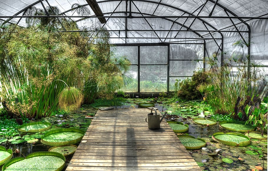 inside of greenhouse, lotus, greenhouse, waterlily, garden, pond, exotic, green, blossom, plant