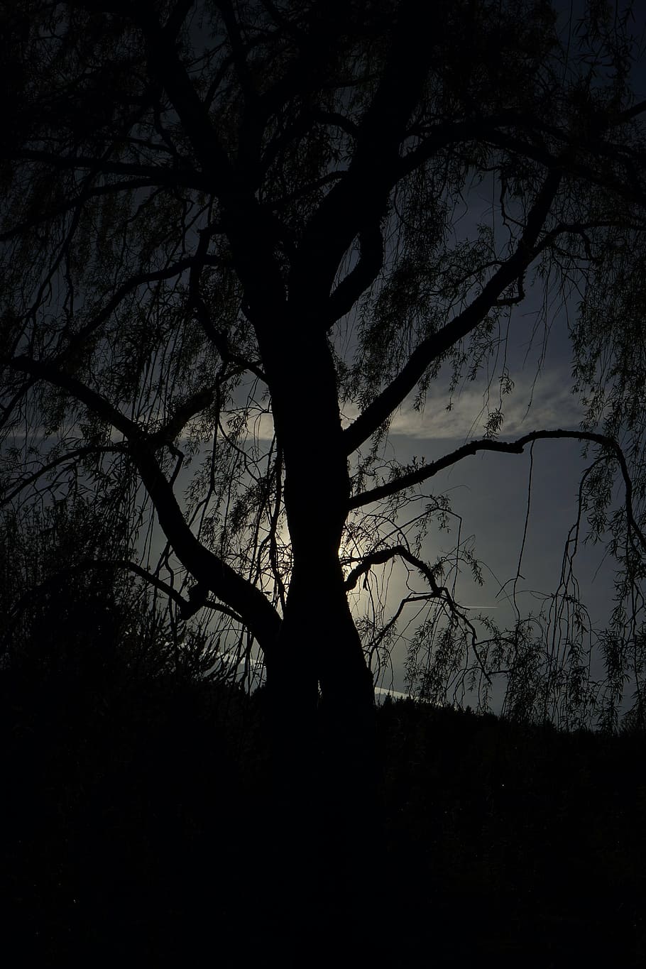 pasture, tree, back light, aesthetic, dark, threatening, night, blackness, darkness, moonlight
