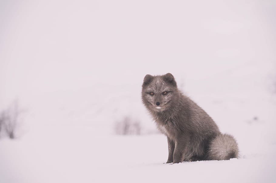 gris, lobo, nieve, cerca, foto, zorro, animal, fauna, invierno, un animal