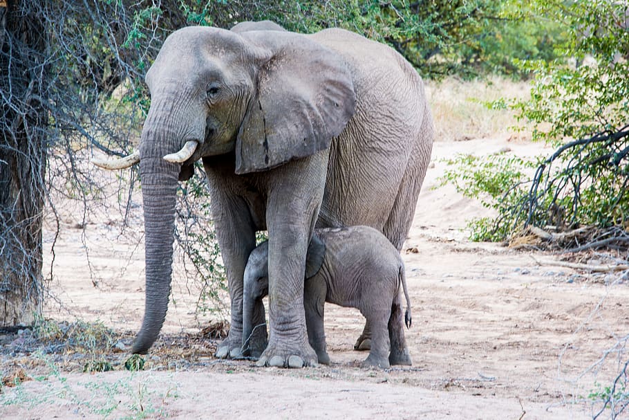 gajah, ibu, binatang muda, bayi, afrika, etosha, tema hewan, hewan, satwa liar hewan, binatang di alam liar