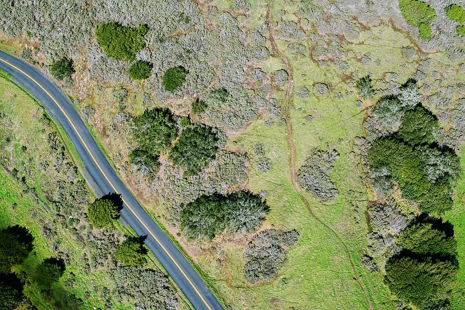bird, eye view photo, trees, road, tree, plant, nature, green, grass, outdoor