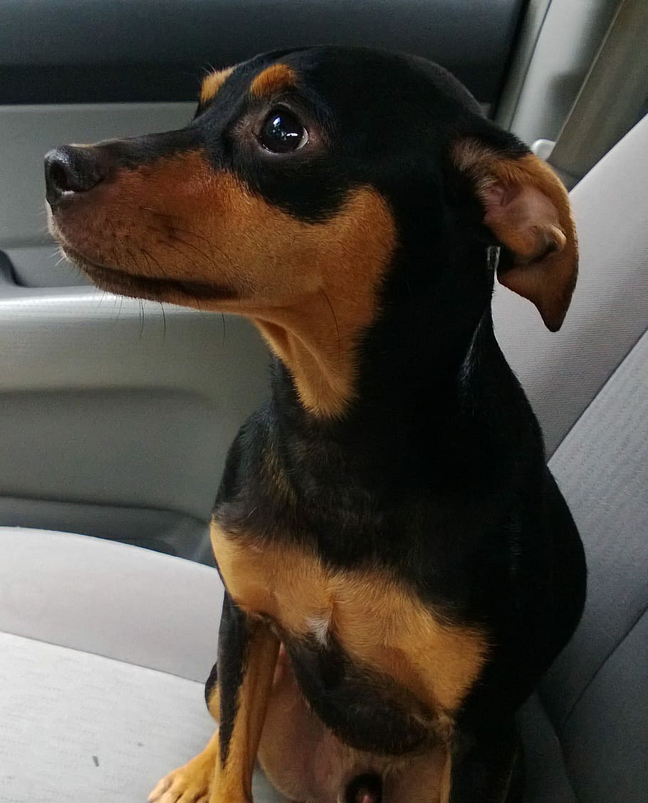 Dog, Pinscher, Animal, Pet, Canine, domestic, little, breed, young, cute
