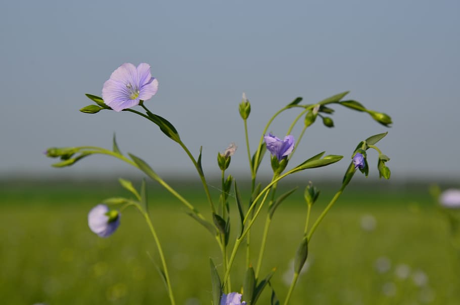 flax flowers close-up, small purple flowers, linen flower, flax, flowering plant, flower, plant, vulnerability, fragility, freshness