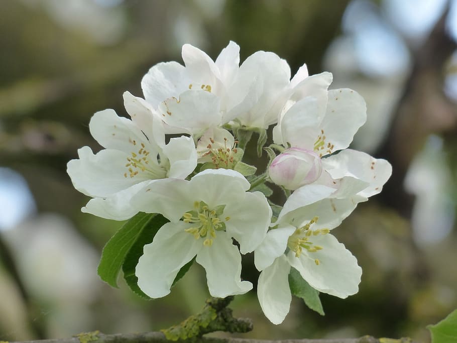 Apple Blossom, Apple Tree, blanco, rama, hojas, malus, kernobstgewaechs, gran invernadero de rosas, rosaceae, color blanco