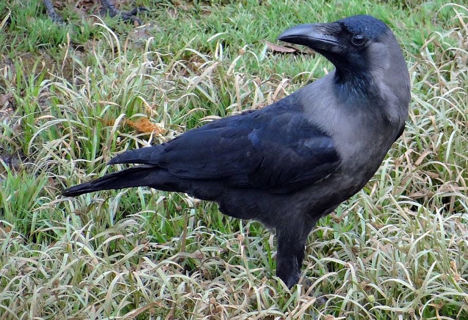 bird, indian house crow, corvus splendens, indian greynecked crow, india, fly, wings, feather, wildlife, beak