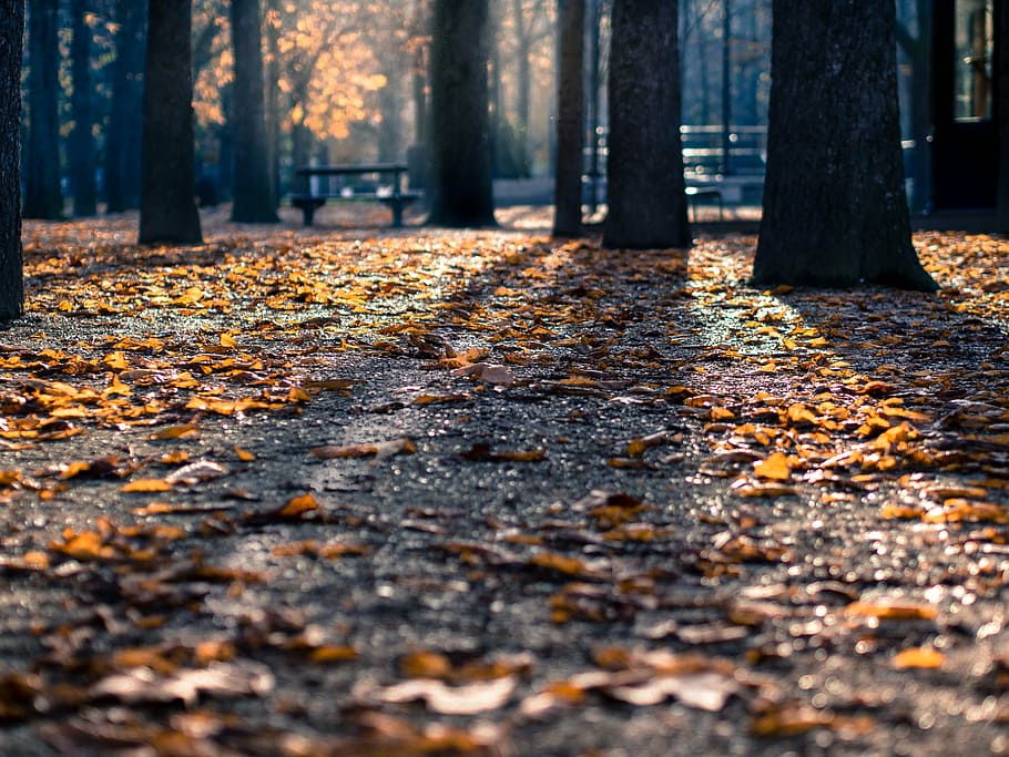 fotografía de ángulo bajo, marrón, hojas, silueta, árboles, durante el día, parque, otoño, naturaleza, bosque