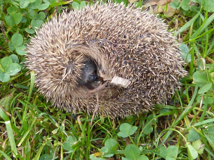 hedgehog, erinaceus europaeus, spur, ball, animal, predator, nature, animal themes, one animal, animal wildlife